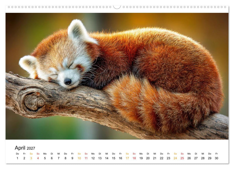 Roter Panda - die Stimme der Wildnis (CALVENDO Wandkalender 2027)