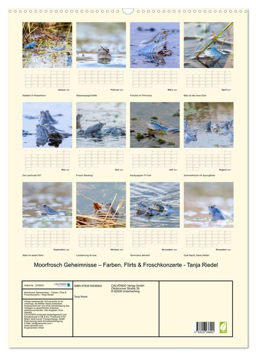 Moorfrosch Geheimnisse – Farben, Flirts & Froschkonzerte - Tanja Riedel (CALVENDO Wandkalender 2027)