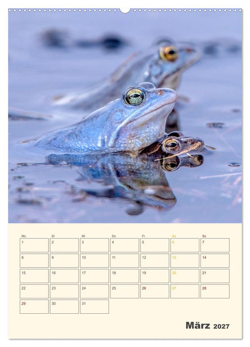 Moorfrosch Geheimnisse – Farben, Flirts & Froschkonzerte - Tanja Riedel (CALVENDO Wandkalender 2027)
