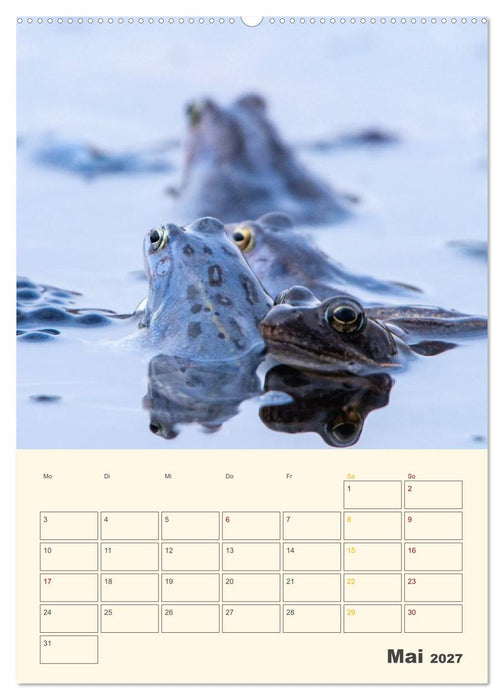 Moorfrosch Geheimnisse – Farben, Flirts & Froschkonzerte - Tanja Riedel (CALVENDO Wandkalender 2027)