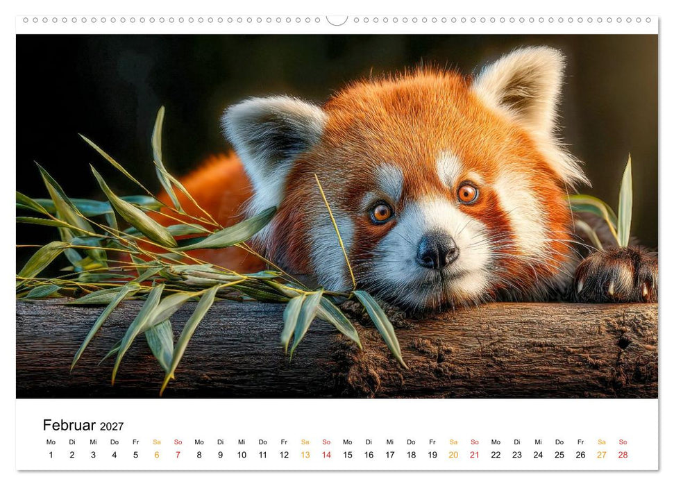 Roter Panda - die Stimme der Wildnis (CALVENDO Premium Wandkalender 2027)