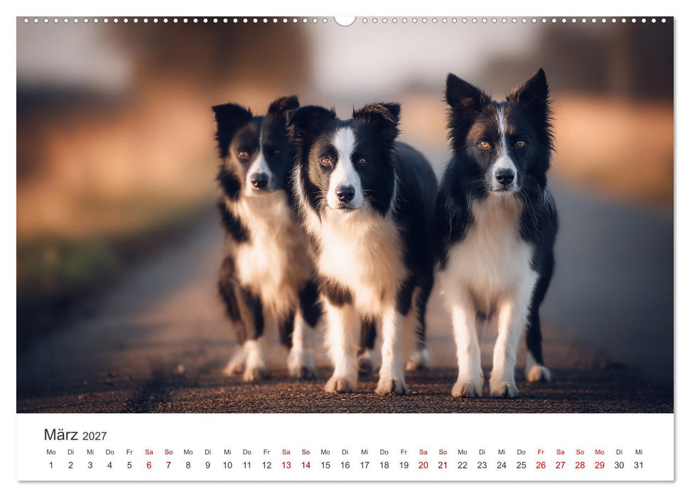 Schön, schlau, schnell! - Der Border Collie - Kalender (CALVENDO Premium Wandkalender 2027)