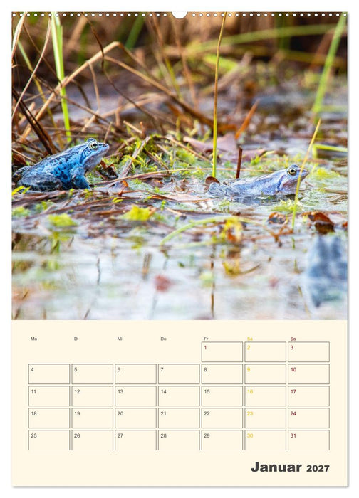 Moorfrosch Geheimnisse – Farben, Flirts & Froschkonzerte - Tanja Riedel (CALVENDO Premium Wandkalender 2027)
