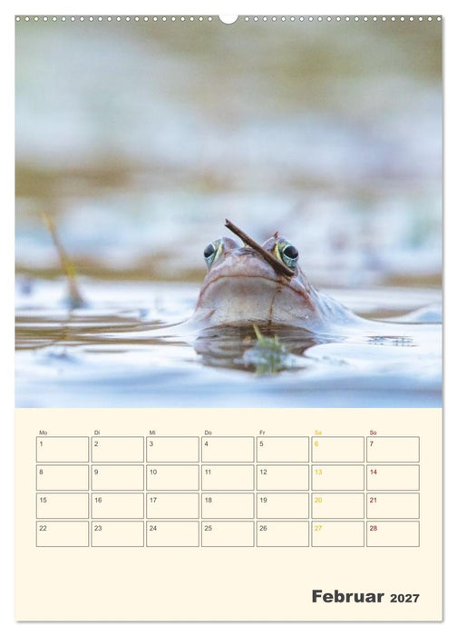 Moorfrosch Geheimnisse – Farben, Flirts & Froschkonzerte - Tanja Riedel (CALVENDO Premium Wandkalender 2027)