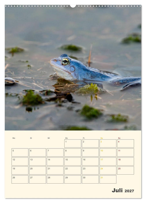 Moorfrosch Geheimnisse – Farben, Flirts & Froschkonzerte - Tanja Riedel (CALVENDO Premium Wandkalender 2027)
