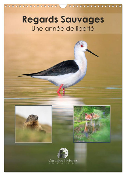 Regards sauvages - Une année de liberté (CALVENDO Calendrier mensuel 2027)
