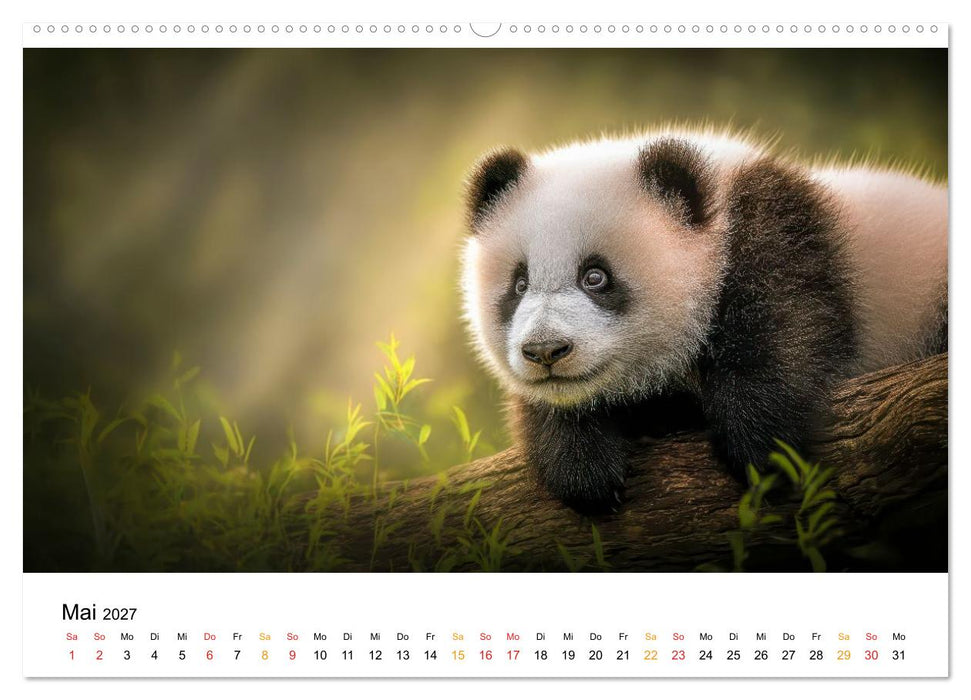 Panda - die Stimme der Wildnis (CALVENDO Premium Wandkalender 2027)
