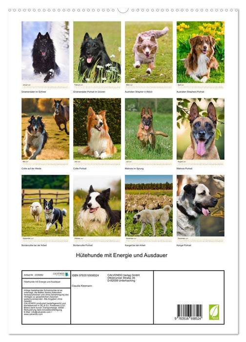 Hütehunde mit Energie und Ausdauer (CALVENDO Premium Wandkalender 2027)