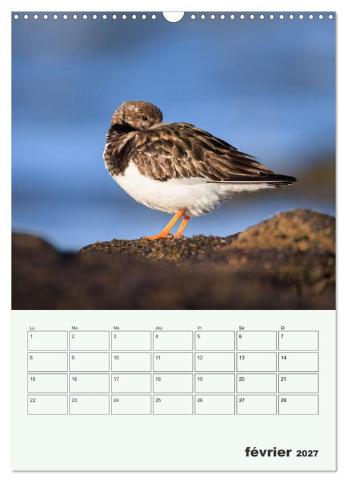 Le monde intime des oiseaux (CALVENDO Calendrier mensuel 2027)