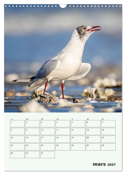 Le monde intime des oiseaux (CALVENDO Calendrier mensuel 2027)