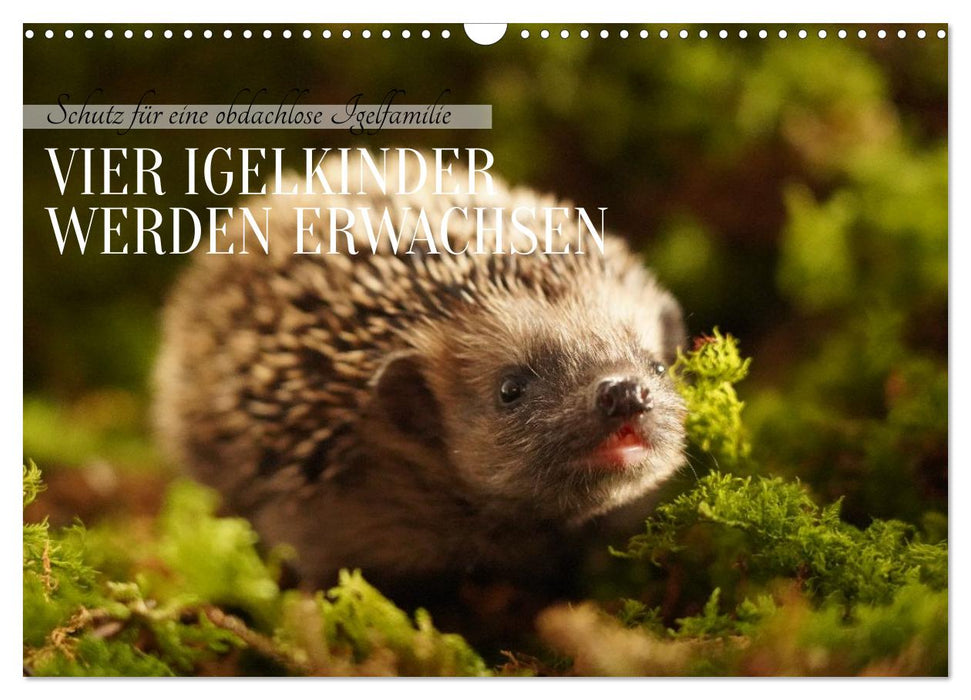 Schutz für eine obdachlose Igelfamilie - Vier Igelkinder werden erwachsen. (CALVENDO Wandkalender 2027)