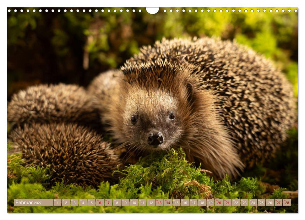 Schutz für eine obdachlose Igelfamilie - Vier Igelkinder werden erwachsen. (CALVENDO Wandkalender 2027)