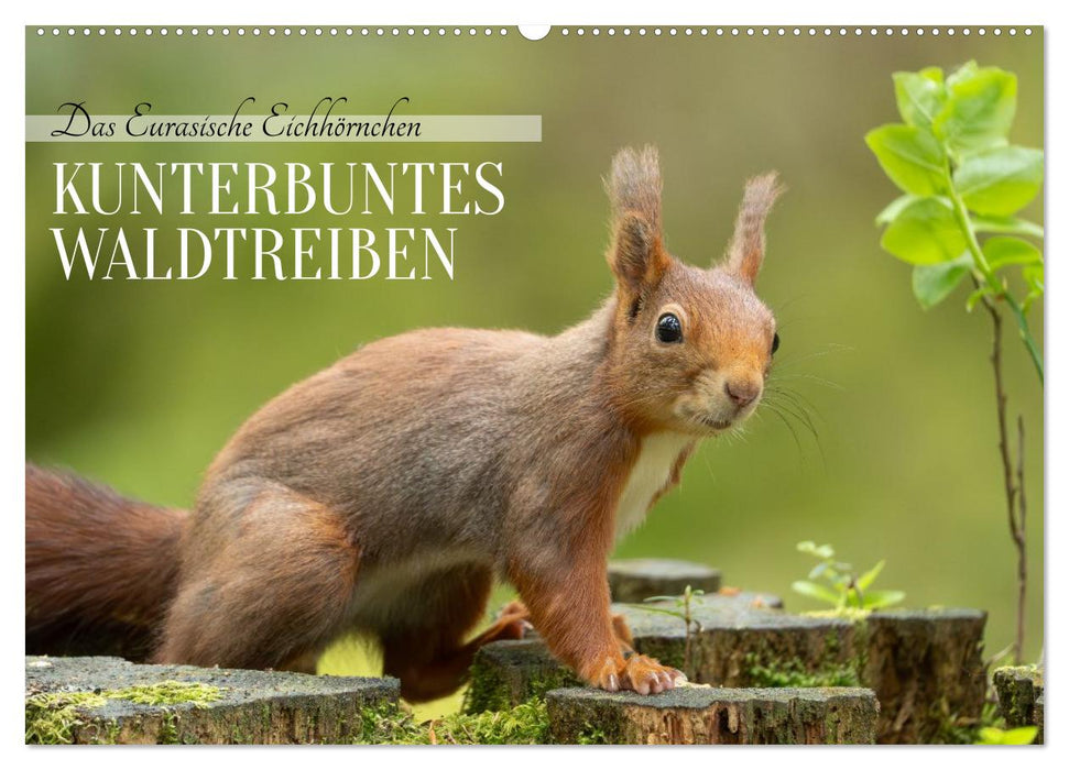 Das Eurasische Eichhörnchen - Kunterbuntes Waldtreiben (CALVENDO Wandkalender 2027)