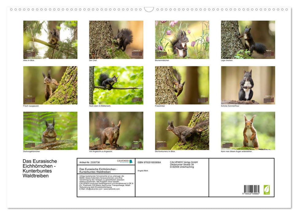 Das Eurasische Eichhörnchen - Kunterbuntes Waldtreiben (CALVENDO Wandkalender 2027)