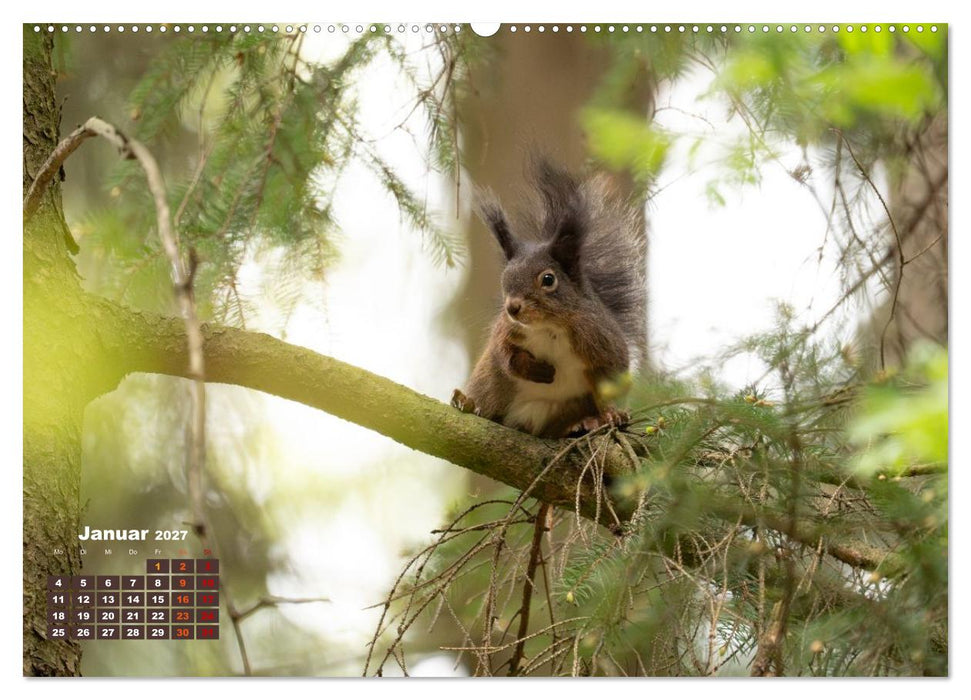 Das Eurasische Eichhörnchen - Kunterbuntes Waldtreiben (CALVENDO Wandkalender 2027)