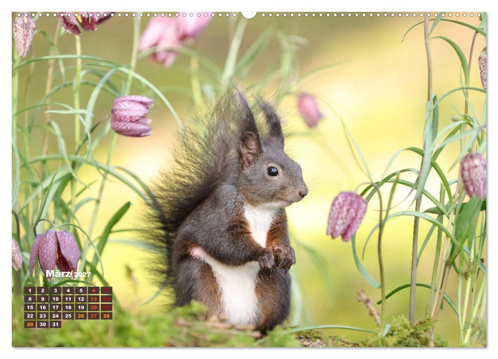 Das Eurasische Eichhörnchen - Kunterbuntes Waldtreiben (CALVENDO Wandkalender 2027)