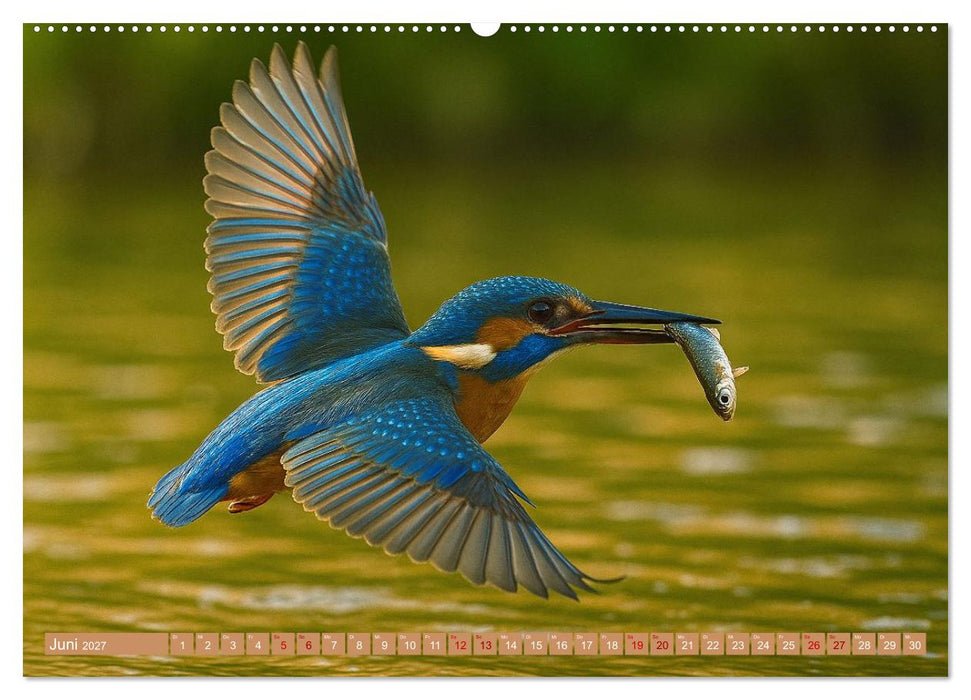 Eisvogelträume am Wasser (CALVENDO Premium Wandkalender 2027)