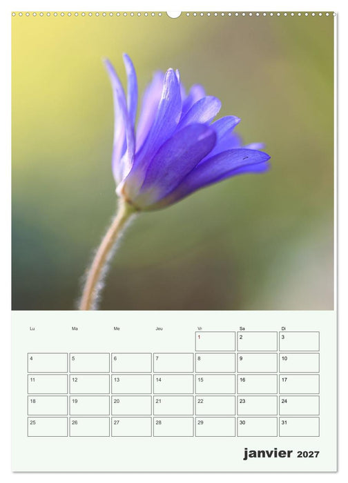 Fleurs en toute simplicité - Beauté minimaliste (CALVENDO Calendrier mensuel 2027)