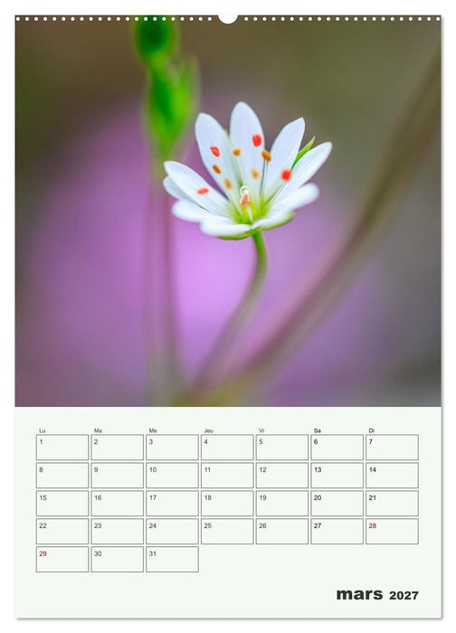 Fleurs en toute simplicité - Beauté minimaliste (CALVENDO Calendrier mensuel 2027)