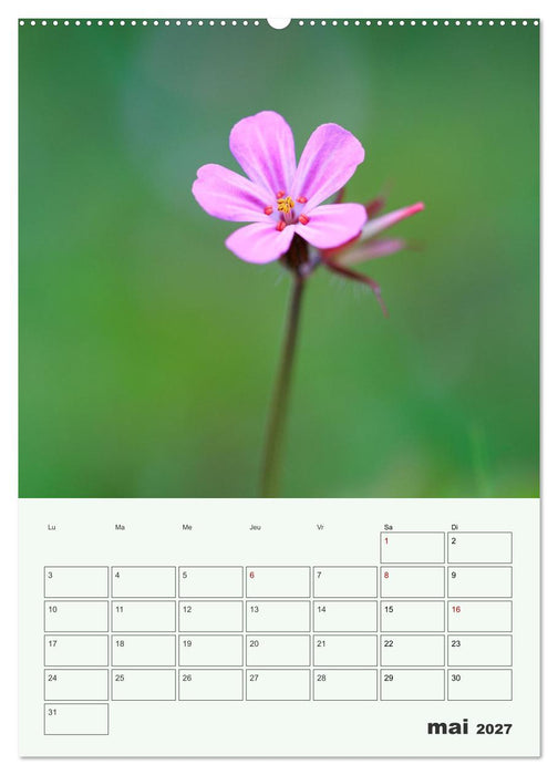 Fleurs en toute simplicité - Beauté minimaliste (CALVENDO Calendrier mensuel 2027)