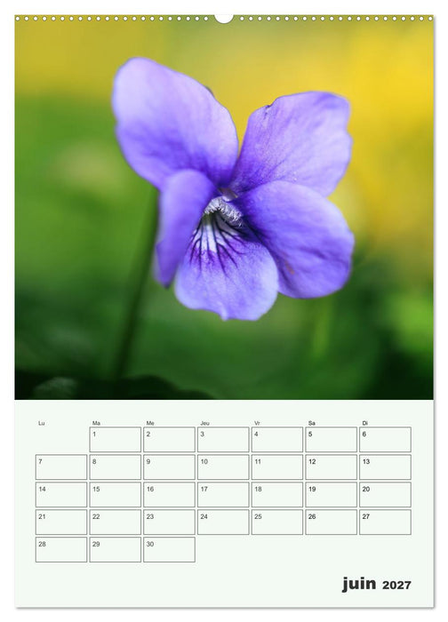 Fleurs en toute simplicité - Beauté minimaliste (CALVENDO Calendrier mensuel 2027)