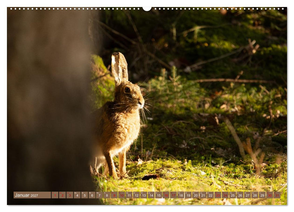 Feldhasen unterwegs in Wald und Flur (CALVENDO Premium Wandkalender 2027)