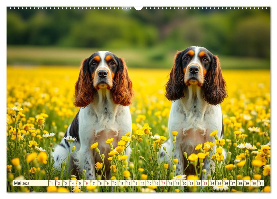 American Cocker Spaniel (CALVENDO Wandkalender 2027)