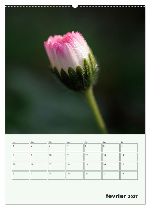 Fleurs en toute simplicité - Beauté minimaliste (CALVENDO Calendrier supérieur 2027)