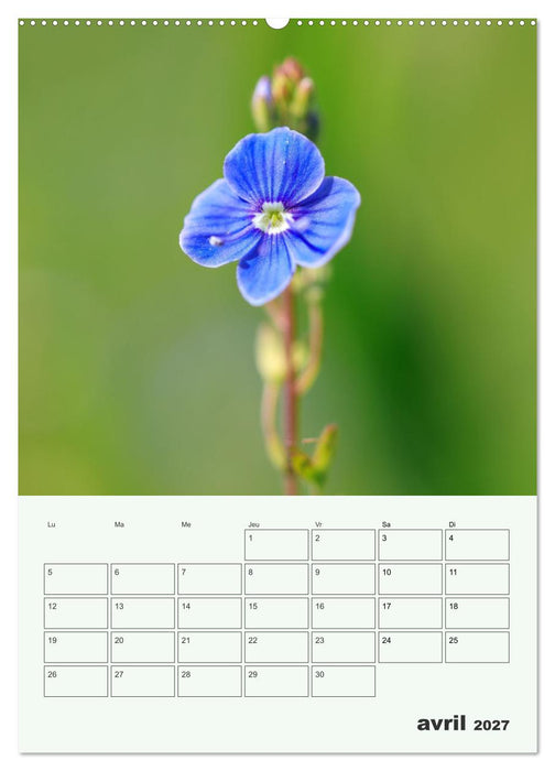 Fleurs en toute simplicité - Beauté minimaliste (CALVENDO Calendrier supérieur 2027)