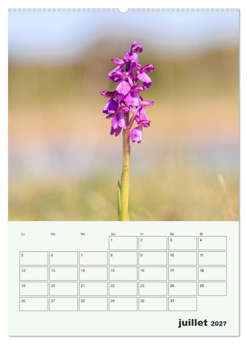 Fleurs en toute simplicité - Beauté minimaliste (CALVENDO Calendrier supérieur 2027)