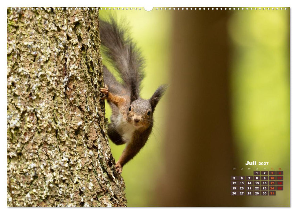 Das Eurasische Eichhörnchen - Kunterbuntes Waldtreiben (CALVENDO Premium Wandkalender 2027)