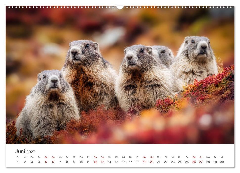 Alpenplüsch - Mit Murmeltieren durchs Jahr (CALVENDO Wandkalender 2027)