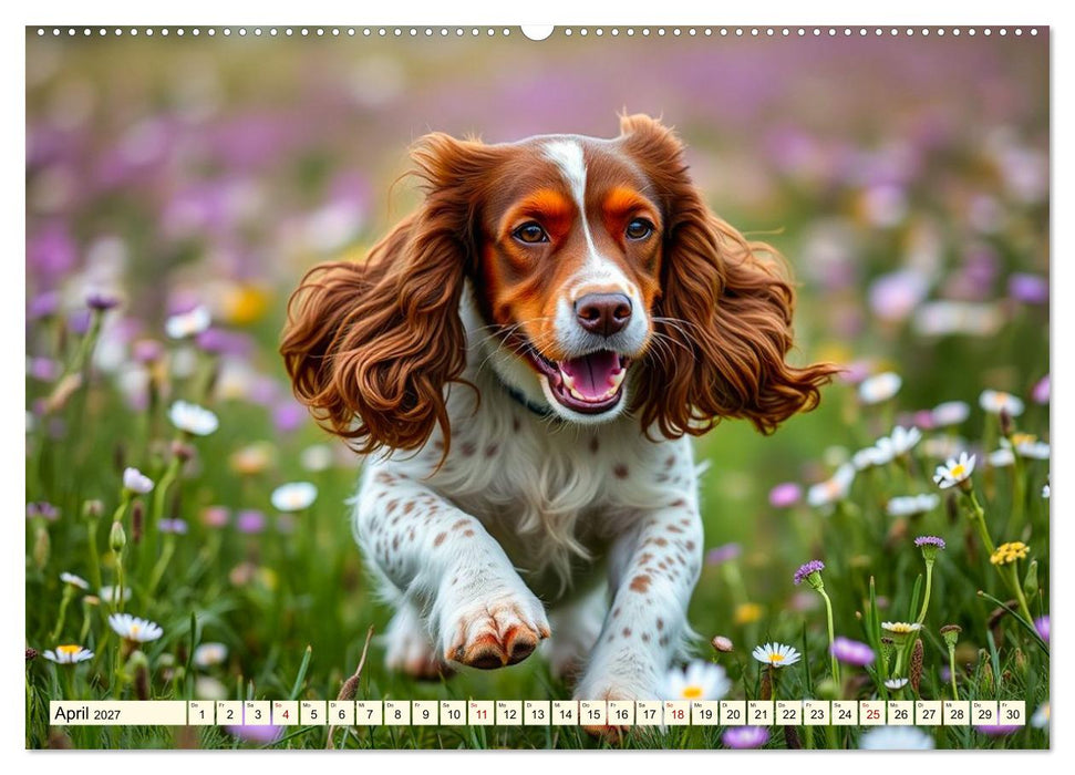American Cocker Spaniel (CALVENDO Premium Wandkalender 2027)