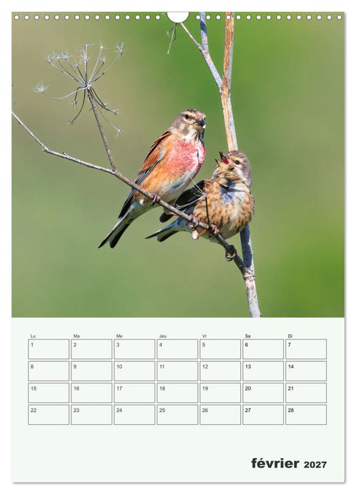 Voyage ornithologique (CALVENDO Calendrier mensuel 2027)
