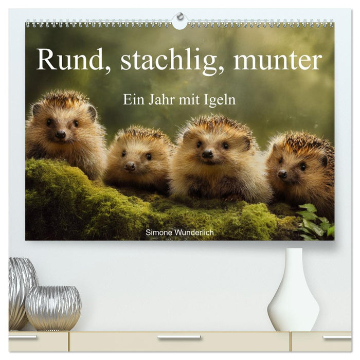 Rund, stachlig, munter - Ein Jahr mit Igeln (CALVENDO Premium Wandkalender 2027)