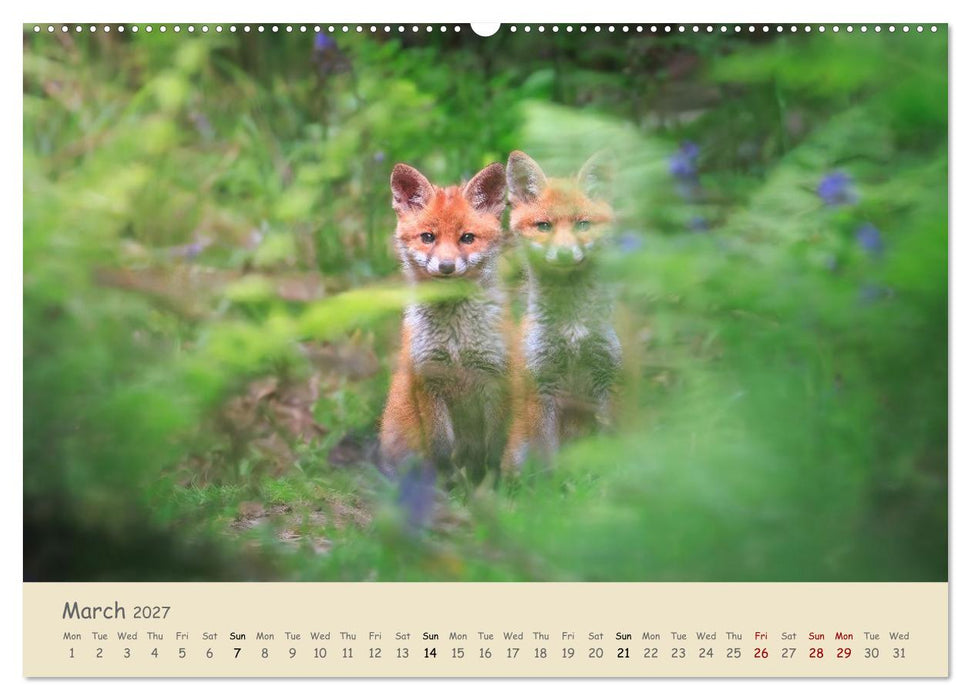 Wild encounters – Moments in the heart of nature (CALVENDO Monthly Calendar 2027)