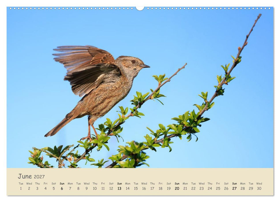 Wild encounters – Moments in the heart of nature (CALVENDO Monthly Calendar 2027)