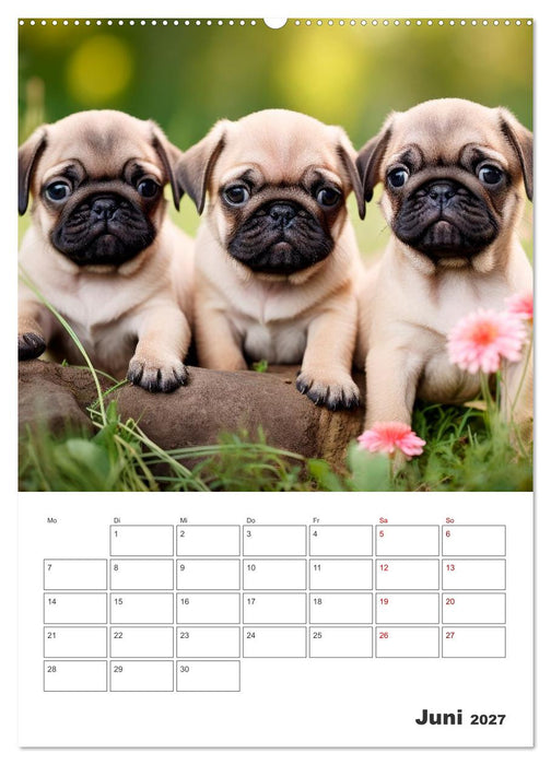 MOPS Pfotenglück in Faltenform (CALVENDO Premium Wandkalender 2027)