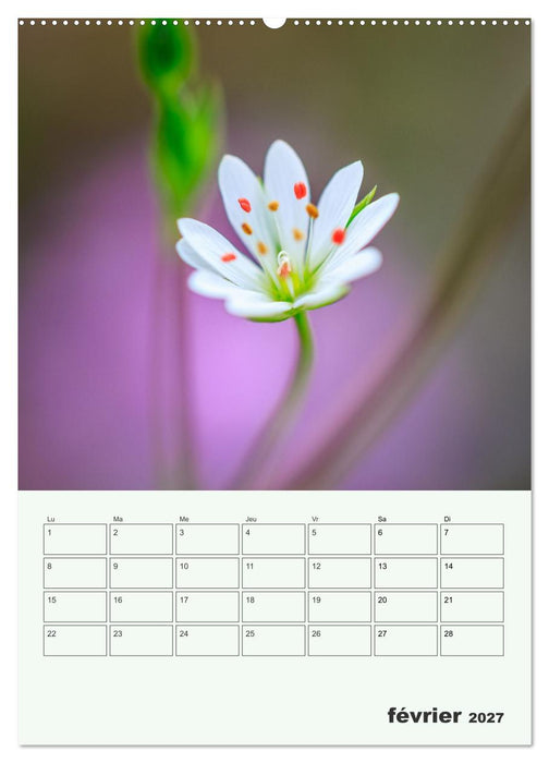 Les fleurs, éternelles éphemères (CALVENDO Calendrier supérieur 2027)