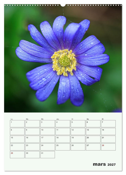 Les fleurs, éternelles éphemères (CALVENDO Calendrier supérieur 2027)
