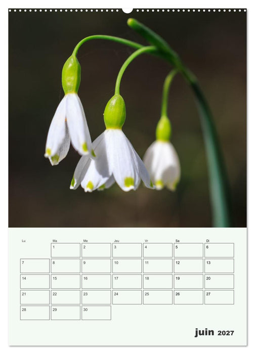 Les fleurs, éternelles éphemères (CALVENDO Calendrier supérieur 2027)