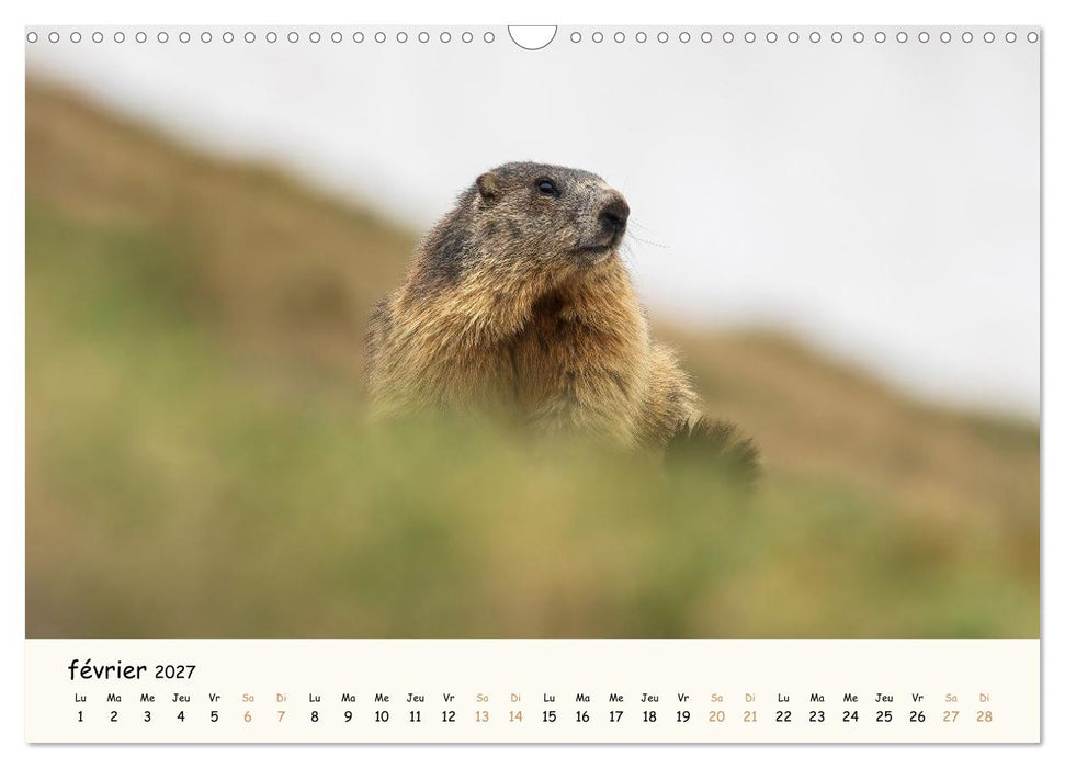 Esprit animal - Regards minimalistes (CALVENDO Calendrier mensuel 2027)