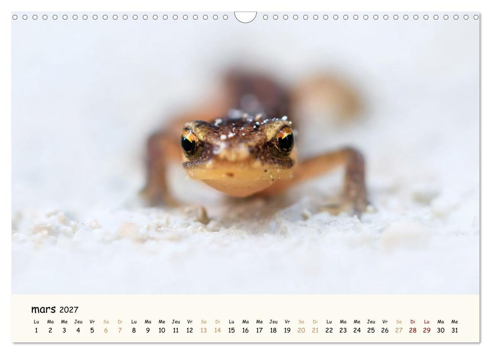 Esprit animal - Regards minimalistes (CALVENDO Calendrier mensuel 2027)