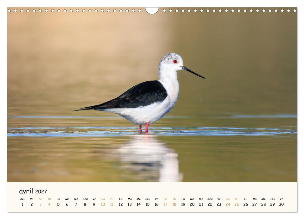 Esprit animal - Regards minimalistes (CALVENDO Calendrier mensuel 2027)
