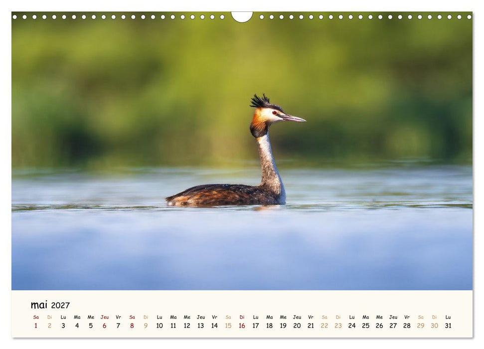 Esprit animal - Regards minimalistes (CALVENDO Calendrier mensuel 2027)
