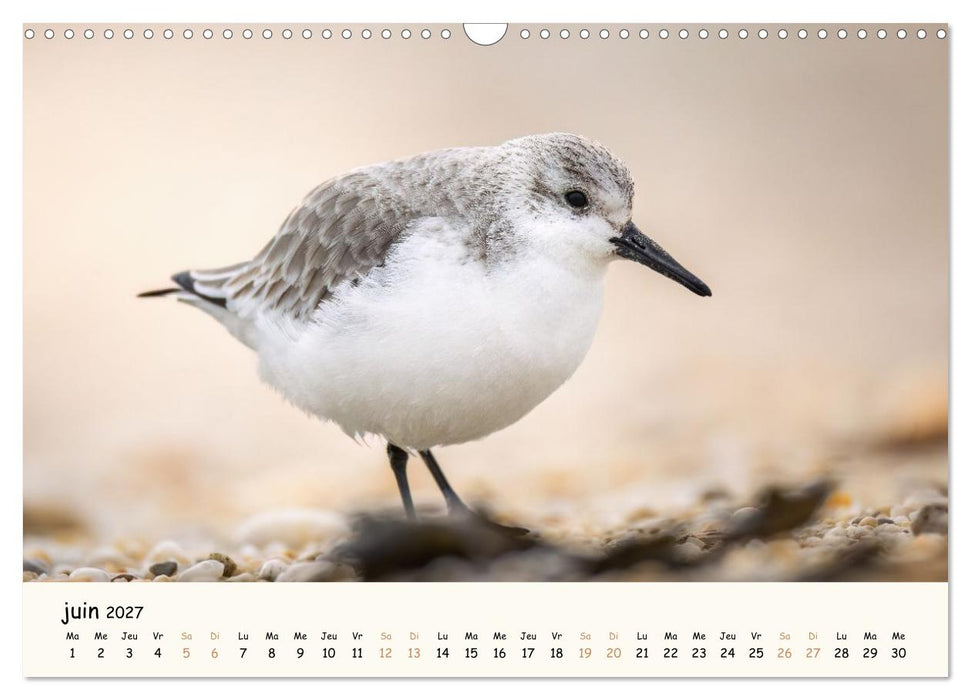 Esprit animal - Regards minimalistes (CALVENDO Calendrier mensuel 2027)