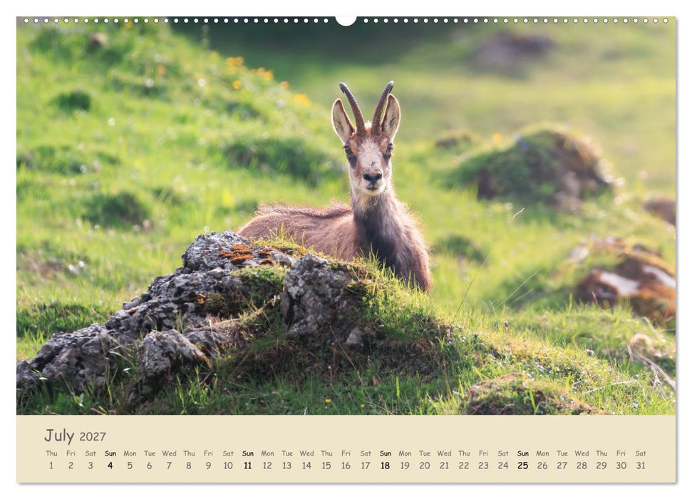 Wild encounters – Moments in the heart of nature (CALVENDO Premium-Calendar 2027)