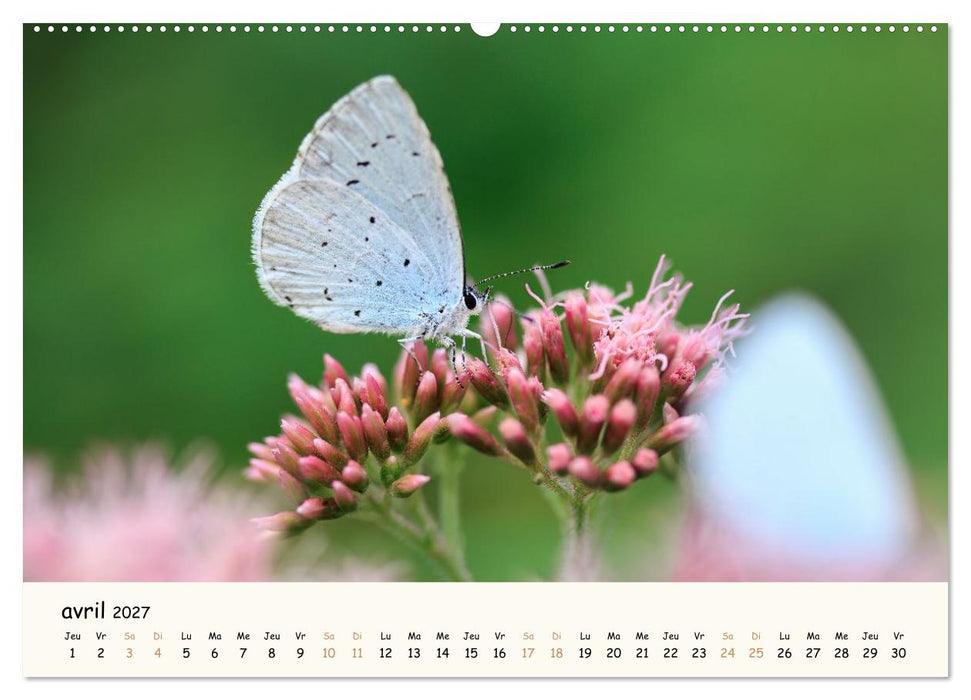 Les voisins du jardin - Une année de rencontres (CALVENDO Calendrier mensuel 2027)