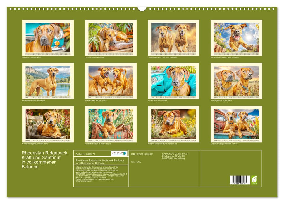 Rhodesian Ridgeback. Kraft und Sanftmut in vollkommener Balance (CALVENDO Wandkalender 2027)