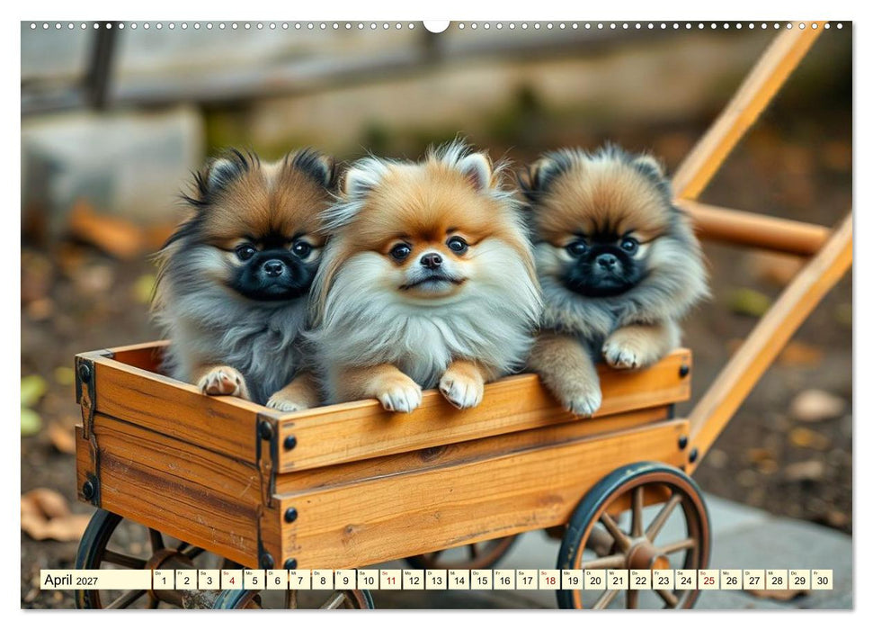 Tausendsassa - Pomeranian (CALVENDO Premium Wandkalender 2027)